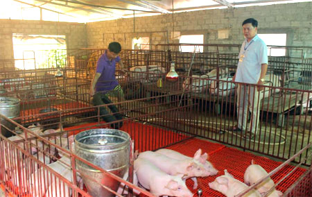 Mô hình chăn nuôi theo hướng hàng hóa tại xã Văn Phú đem lại hiệu quả kinh tế cao.