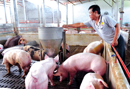 Các hộ nông dân và cơ sở chăn nuôi lợn cần tập trung cao độ theo dõi diễn biến phức tạp, bệnh dịch trên đàn lợn. (Ảnh minh họa)