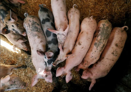 Lợn nhiễm bệnh tại một trang trại gần Brussels (Bỉ) ngày 18-9.