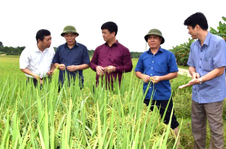 Các đồng chí lãnh đạo tỉnh, Sở Nông nghiệp và Phát triển nông thôn kiểm tra năng suất lúa mùa.