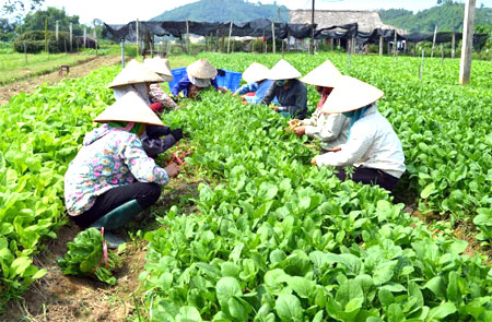Thu hoạch rau màu tại HTX Nông nghiệp và Dịch vụ Phú Đạt, huyện Văn Yên.