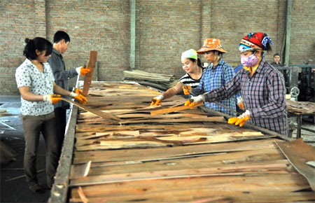 Các cơ sở chế biến gỗ rừng trồng đóng góp tích cực vào số thu ngân sách của huyện Văn Yên.