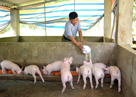 Ông Hưng chăm sóc lợn.
