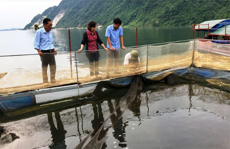 Được sự hỗ trợ vốn của Ủy ban MTTQ tỉnh, 3 mô hình nuôi cá lồng ở thôn Làng Cạn, xã Mông Sơn (Yên Bình) đã mang lại hiệu quả kinh tế cao.