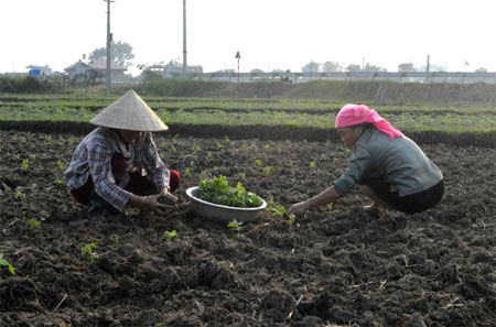Nông dân phường Tân An trồng cây màu vụ đông.