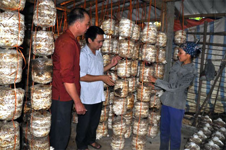 Mô hình trồng nấm rơm tăng thu nhập của người dân xã Thanh Lương, huyện Văn Chấn.