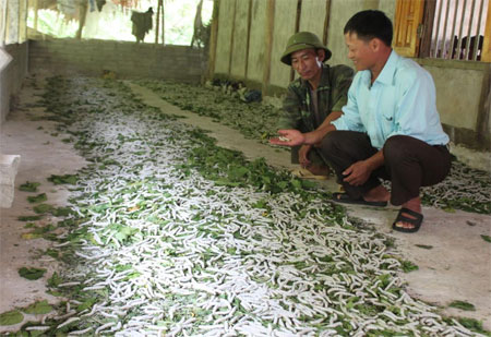 Đồng chí Hán Văn Thành trao đổi kỹ thuật nuôi tằm với người dân thôn Đồng Đát.