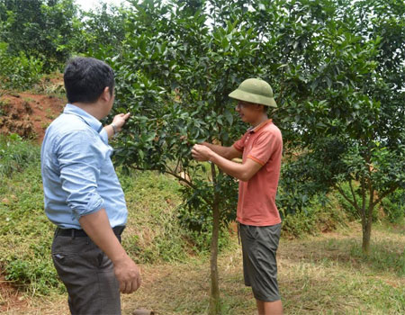 Phạm Văn San (bên phải) trao đổi kỹ thuật chăm sóc cam Đường canh với cán bộ địa chính - nông nghiệp xã.