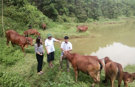 Đề án hỗ trợ phát triển chăn nuôi hàng hóa đã và đang phát huy hiệu quả.