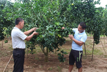 Thành viên CLB Thanh niên phát triển kinh tế xã Thượng Bằng La, huyện Văn Chấn trao đổi kỹ thuật chăm sóc cam.