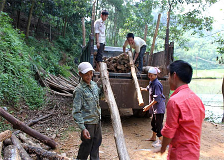 Người dân xã Yên Thành khai thác gỗ rừng trồng.