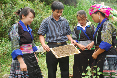 Phát triển kinh tế, ổn định đời sống cho người dân là biện pháp ngăn chặn tội phạm mua bán người. (Trong ảnh: Phụ nữ huyện Mù Cang Chải được hỗ trợ học nghề nuôi ong).