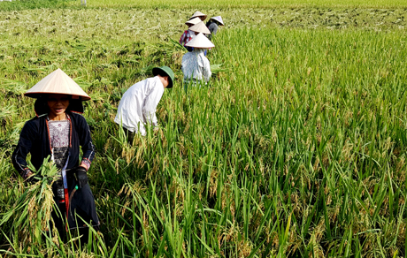 Nông dân Yên Bình thu hoạch lúa mùa. Ảnh Văn Tuấn