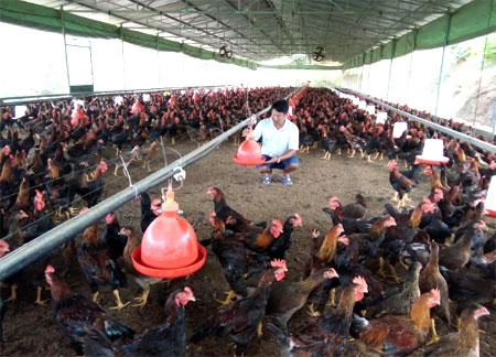 Mô hình chăn nuôi gà theo hướng hàng hóa của gia đình anh Nguyễn Tiến Sơn ở xã Minh Quán mang lại hiệu quả kinh tế cao.