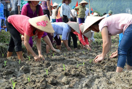 Nông dân xã Vĩnh Lạc, huyện Lục Yên trồng cây ngô đông.