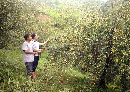 Cán bộ Hội Nông dân xã Nậm Khắt thăm mô hình trồng sơn tra của ông Giàng Dông Dì.