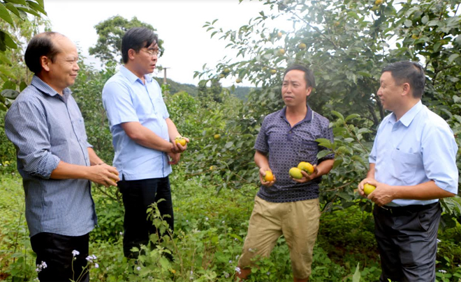 Đồng chí Nông Việt Yên - Bí thư Huyện ủy Mù Cang Chải thăm mô hình trồng hồng không hạt của ông Thào A Phổng, xã Nậm Khắt.