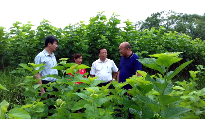 Lãnh đạo huyện Văn Yên kiểm tra mô hình trồng dâu nuôi tằm tại xã Xuân Ái.