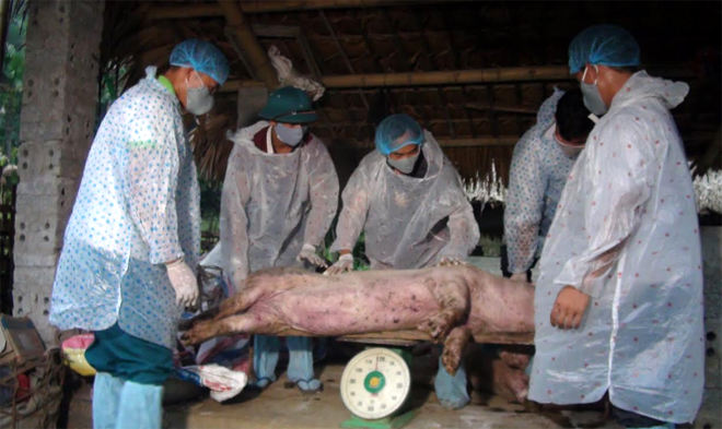 Huyện Lục Yên hỗ trợ cho các hộ bị thiệt hại do dịch tả lợn châu Phi.