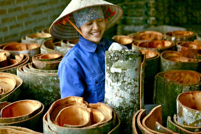Cây quế là sản phẩm chủ lực của huyện Văn Yên.
