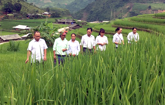 Lãnh đạo xã Xà Hồ kiểm tra sinh trưởng của lúa trên cánh đồng Tà Ghênh.