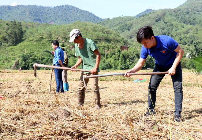 Cán bộ, công chức, đoàn viên thanh niên, hội viên cựu chiến binh Khối các cơ quan tỉnh cùng nhân dân trồng ngô đông.