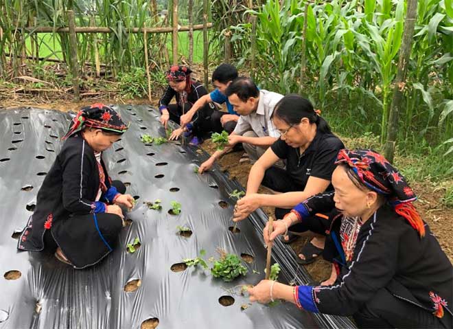 Chuyên gia của Trung tâm Phát triển khoa học công nghệ và Chăm sóc sức khỏe cộng đồng tỉnh Yên Bái hướng dẫn người dân xã Bảo Ái, huyện Yên Bình trồng cây cà gai leo.