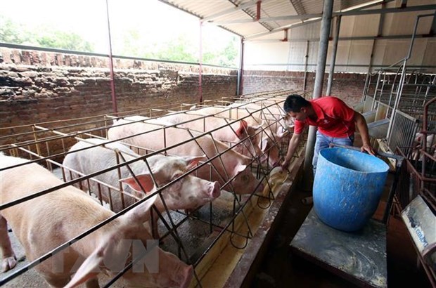 Một trang trại nuôi lợn tại huyện Văn Lâm, Hưng Yên.