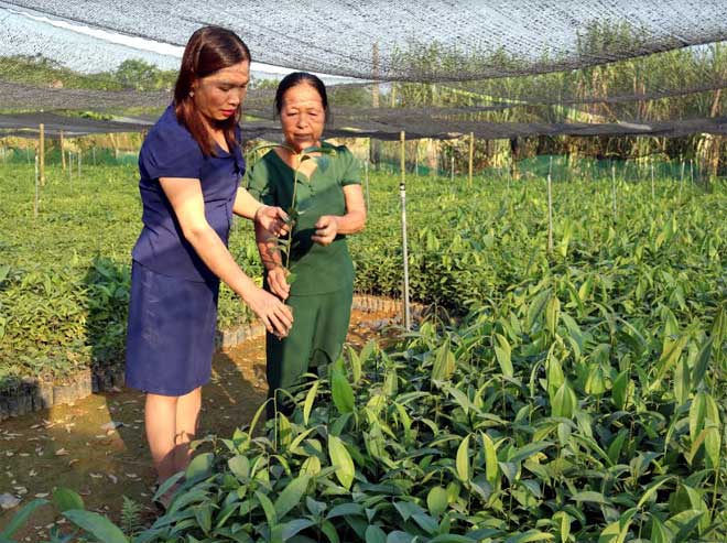 Lãnh đạo Hội Phụ nữ xã An Thịnh thăm mô hình vườn ươm quế giống của bà Nguyễn Thị Hường ở thôn Yên Thịnh, xã An Thịnh.