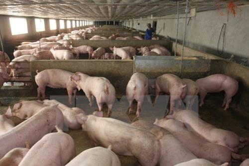Trong tháng 10, dự kiến có khoảng 500.000 con lợn bị tiêu hủy do bị bệnh dịch tả lợn châu Phi. Ảnh minh họa