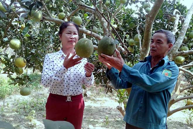 Ông Phạm Duy Vượng chia sẻ kinh nghiệm trồng bưởi với bà con trong thôn.