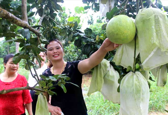 Chị Đào Thị Lý giới thiệu mô hình trồng cây ăn quả cho khách đến tham quan, học hỏi kinh nghiệm.