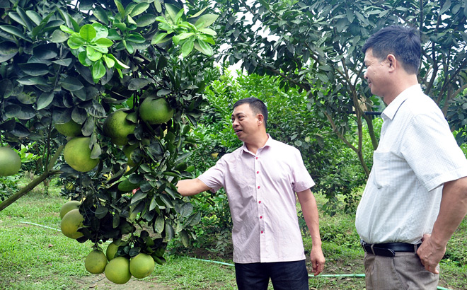 Đến nay xã Hưng Thịnh, huyện Trấn Yên có 207 ha cây ăn quả, trong đó 94 ha đã cho thu hoạch.