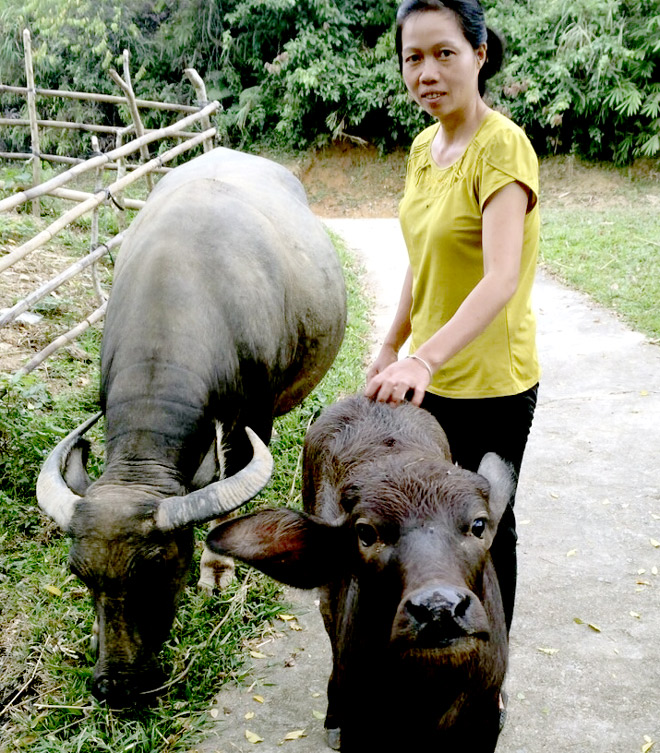 Nghé giống Murah 20 ngày tuổi của gia đình bà Nguyễn Thị Bè ở thôn Bản Hốc, xã Đồng Khê, huyện Văn Chấn.
