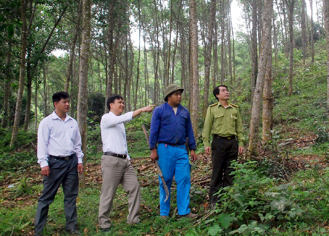 Khai thác gỗ rừng trồng là thế mạnh của huyện Yên Bình.