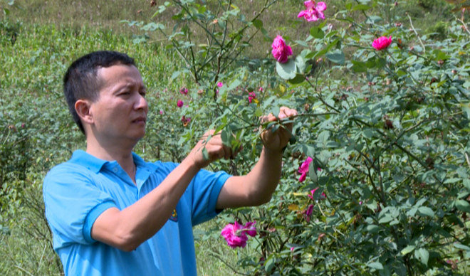 Anh Đinh Văn An chăm sóc vườn hoa hồng cổ.