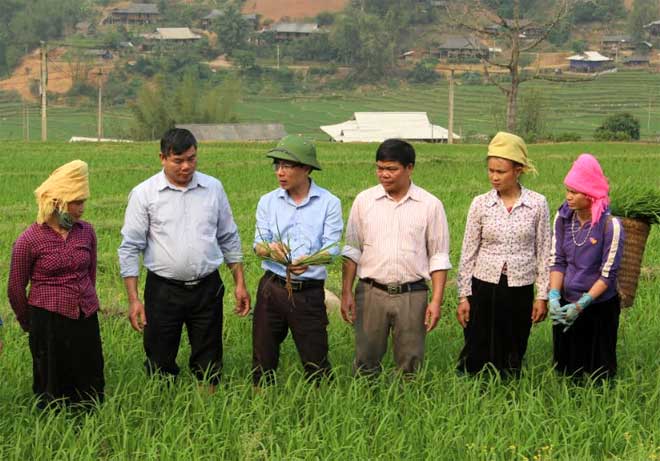 Cán bộ Phòng Nông nghiệp -Phát triển nông thôn huyện Trạm Tấu trực tiếp xuống tận chân ruộng hướng dẫn kỹ thuật chăm sóc lúa cho người dân xã Hát Lừu - Ảnh: Văn Tuấn