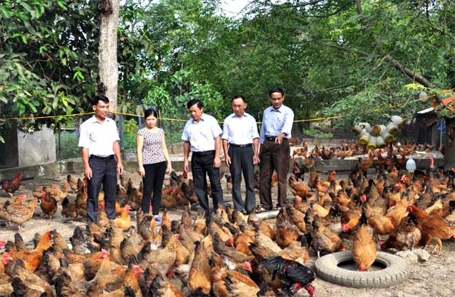 Một mô hình nuôi gà quy mô lớn, cho thu nhập cao của người dân huyện Lục Yên.