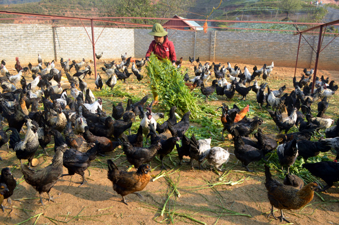 Nuôi gà đen giống bản địa - mô hình gia trại được nông dân vùng cao lựa chọn phát triển kinh tế. 
