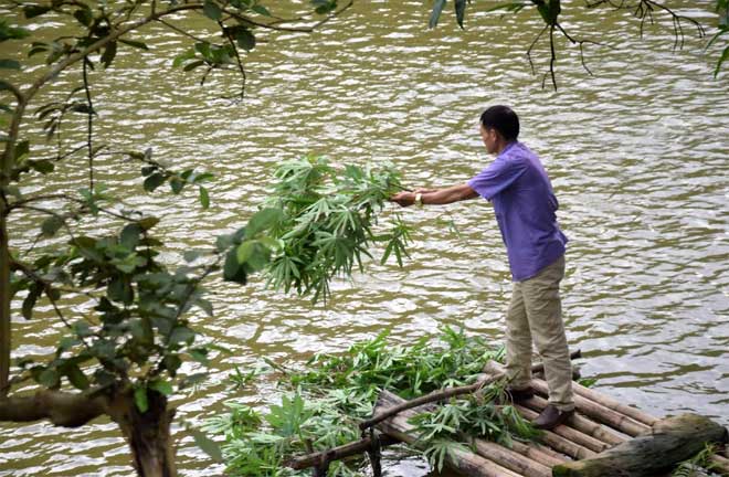 Với 2 mẫu ao nuôi cá thịt các loại, gia đình ông Nguyễn Văn Tham có nguồn thu nhập ổn định hàng năm.