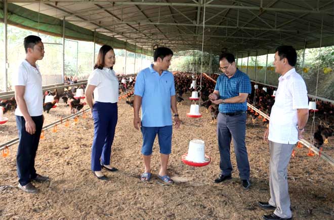 Đồng chí Giàng A Câu - Chủ tịch Hội Nông dân tỉnh (thứ 2 phải sang) thăm Hợp tác xã Chăn nuôi và Dịch vụ nông nghiệp MQ ở xã Minh Quán, huyện Trấn Yên.
