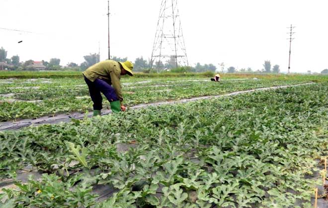 Gia đình ông Đinh Văn Quế, xã Thanh Lương, huyện Văn Chấn chăm sóc dưa hấu vụ đông.
