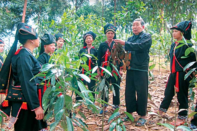 Già làng Bàn Văn Lý nói về giá trị của cây quế với người dân.