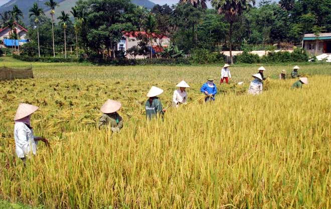 Vụ mùa 2019, năng suất lúa huyện Yên Bình dự ước đạt 51,35 tạ/ha.