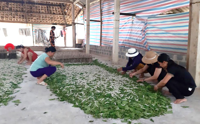 Nhiều hội viên Hội Nông dân huyện Văn Chấn, chuyển đổi kinh tế sang nuôi tằm tơ cho thu nhập cao.