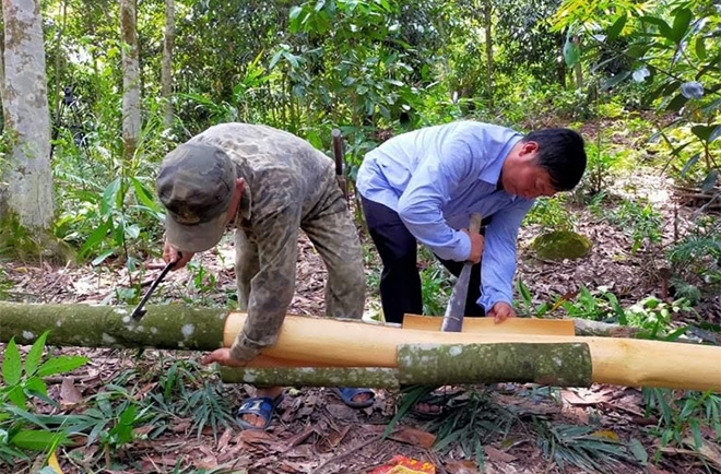 Người dân xã Kiên Thành thu hoạch quế.