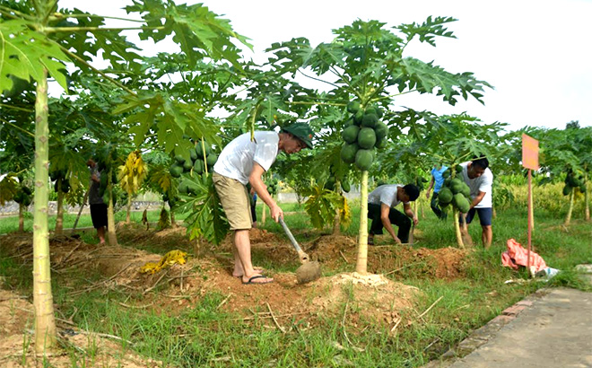 Cán bộ, nhân viên Ban Chỉ huy Quân sự huyện Văn Yên chăm sóc vườn đu đủ cao sản.