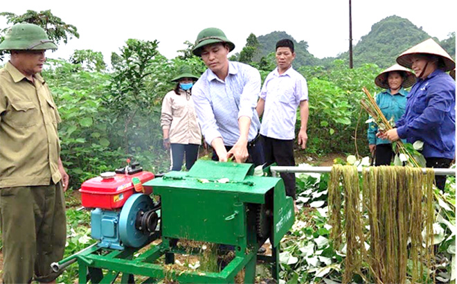 Cán bộ Công ty cổ phần Đầu tư phát triển sản xuất và xuất nhập khẩu An Phước hướng dẫn nông dân xã Mỹ Gia thu hoạch cây gai xanh.