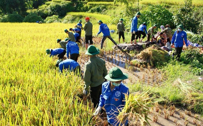 Đoàn viên thanh niên huyện Trạm Tấu giúp dân thu hoạch lúa tại xã Bản Mù.