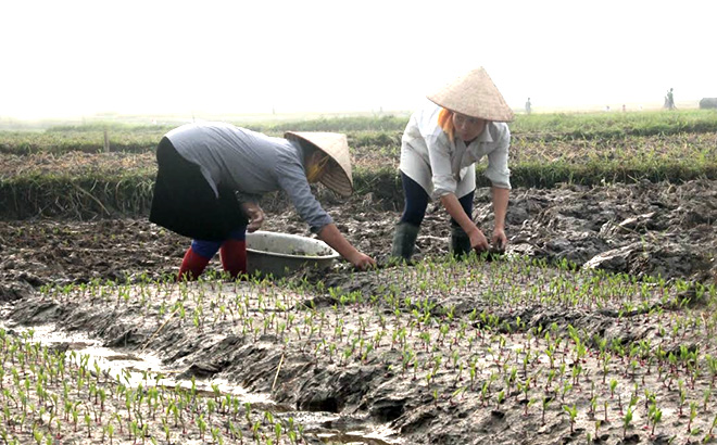Nông dân xã Cảm Nhân chăm sóc cây ngô trên đất hai vụ lúa.